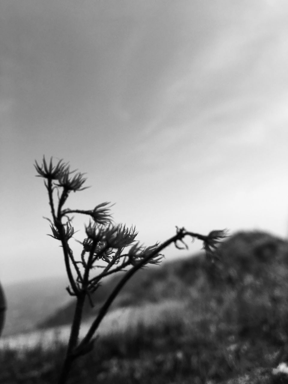 Photo of Queen Of Hill station Shimla by Thakur Rahul