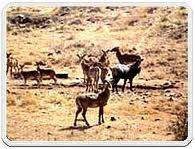 Photo of Kumbhalgarh National Park, Alsipura, Rajasthan, India by Rituparna Samaddar