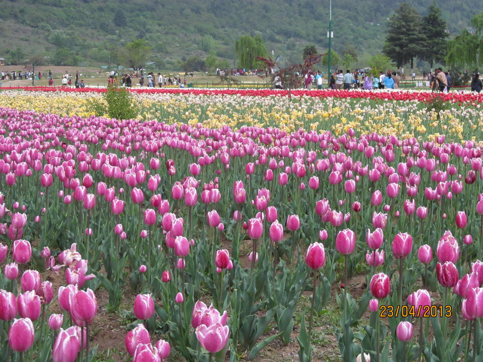 Photo of Jammu and Kashmir - "Truly paradise in itself" 4/9 by Rituparna Samaddar