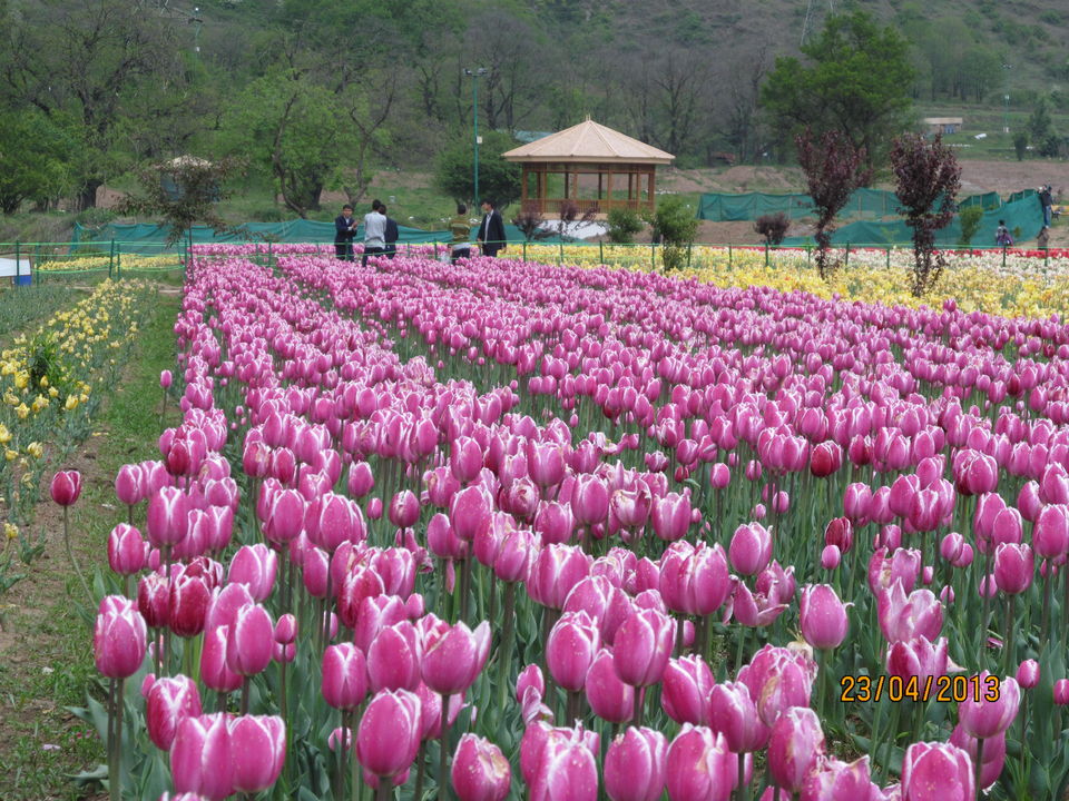 Photo of Jammu and Kashmir - "Truly paradise in itself" 1/9 by Rituparna Samaddar