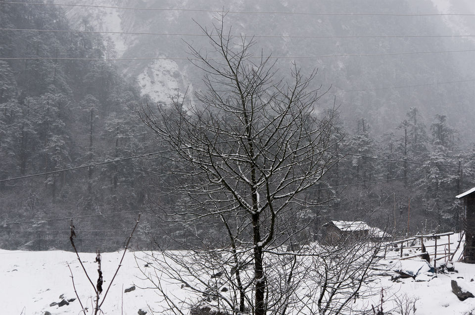 Photo of Lachen: Our First Snowfall Together. by Two Metal Tourists