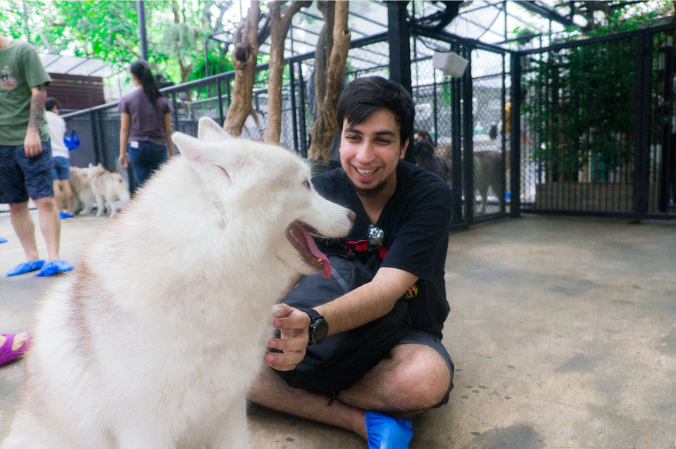 Photo of Visiting a Dog Cafe in Bangkok, Thailand! by Two Metal Tourists
