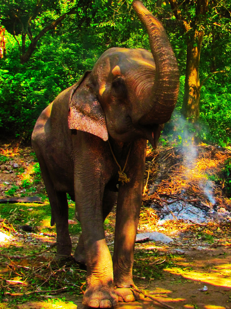 Photo of Corbett Tiger Den Resort, Pattapani, Uttarakhand, India by Aprajita Parkash
