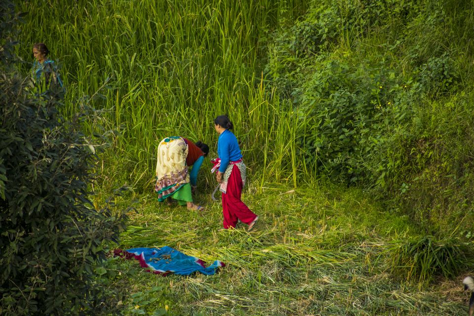 Photo of The place where the sun didn't rise! The beautiful Khirsu #offbeatuttarakhand 1/1 by Aprajita Parkash