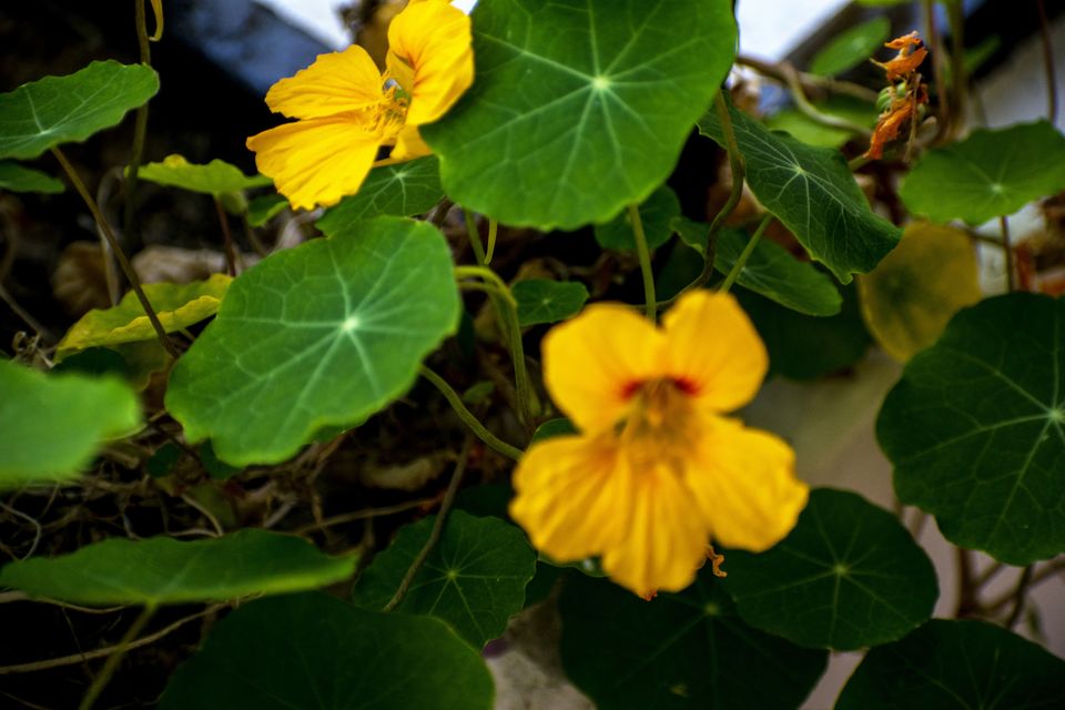 Photo of Khirsu, Uttarakhand, India by Aprajita Parkash