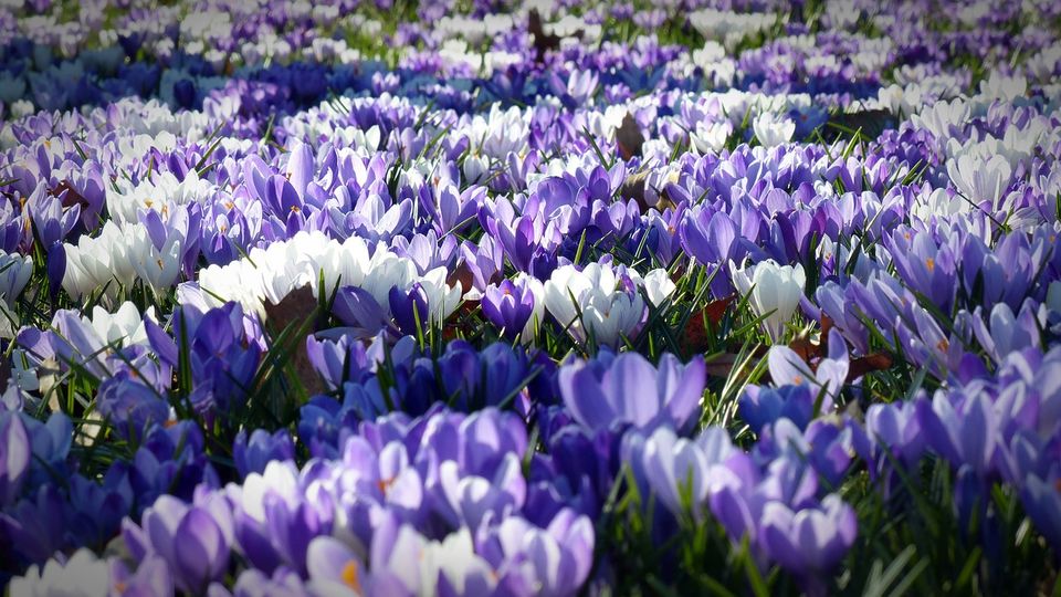 Photo of Things to Know about International Flower Festival at Gangtok 1/7 by Nitish Kumar