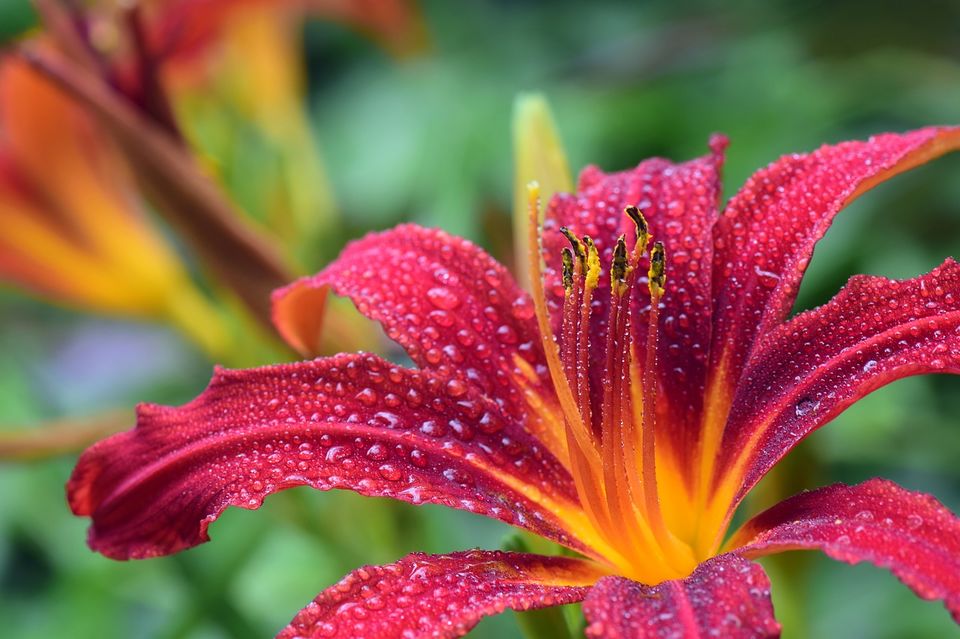 Photo of Things to Know about International Flower Festival at Gangtok 3/7 by Nitish Kumar