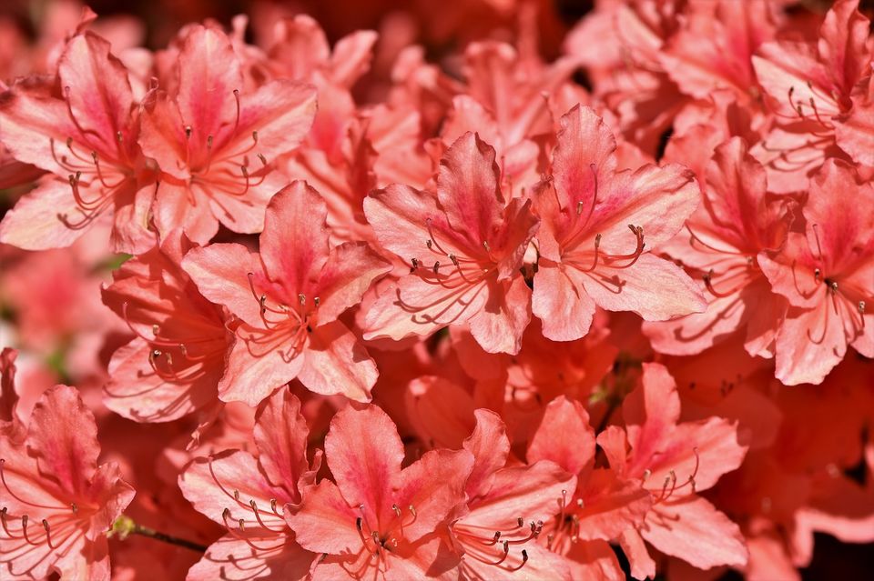 Photo of Things to Know about International Flower Festival at Gangtok 2/7 by Nitish Kumar