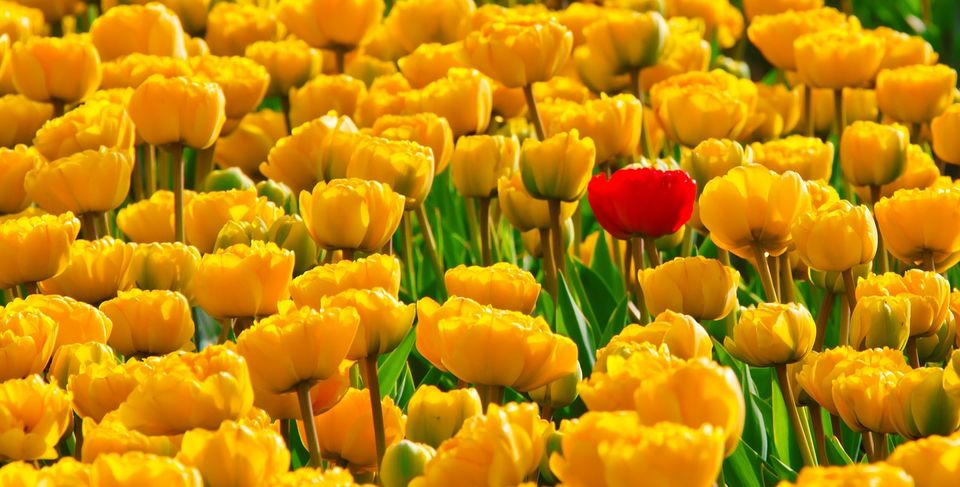 Photo of Things to Know about International Flower Festival at Gangtok 4/7 by Nitish Kumar