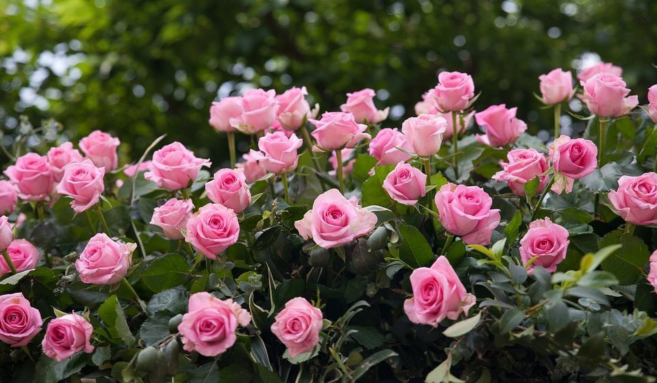 Photo of Things to Know about International Flower Festival at Gangtok by Nitish Kumar