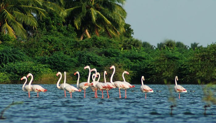 Photo of Delhi to Goa: An Enthralling Trip to Witness the Party Capital of India 8/9 by Nitish Kumar