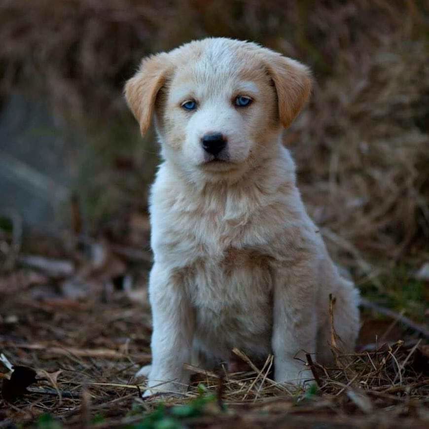 Photo of Every Place needs a Wagging Tail and Slobbery Kisses. 1/7 by Vaishali Tanwar
