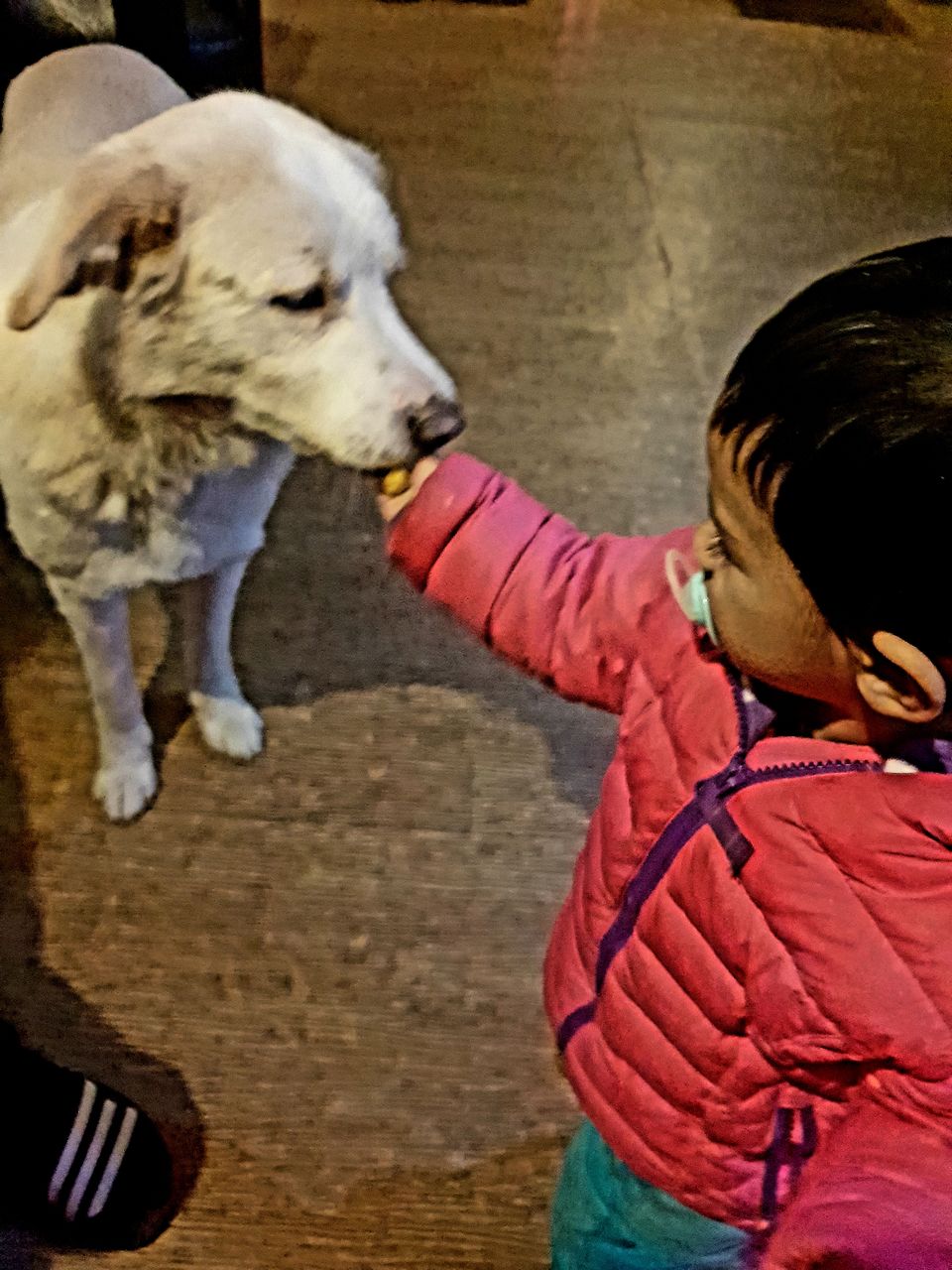 Photo of Every Place needs a Wagging Tail and Slobbery Kisses. 2/7 by Vaishali Tanwar