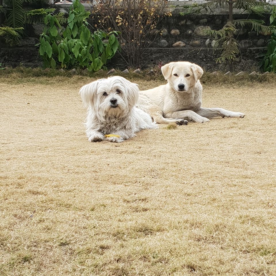 Photo of Every Place needs a Wagging Tail and Slobbery Kisses. 4/7 by Vaishali Tanwar