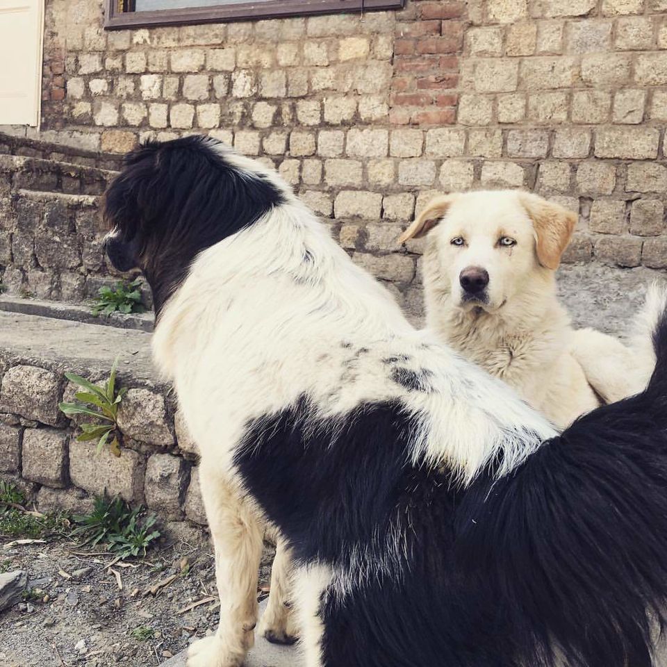 Photo of Every Place needs a Wagging Tail and Slobbery Kisses. 5/7 by Vaishali Tanwar