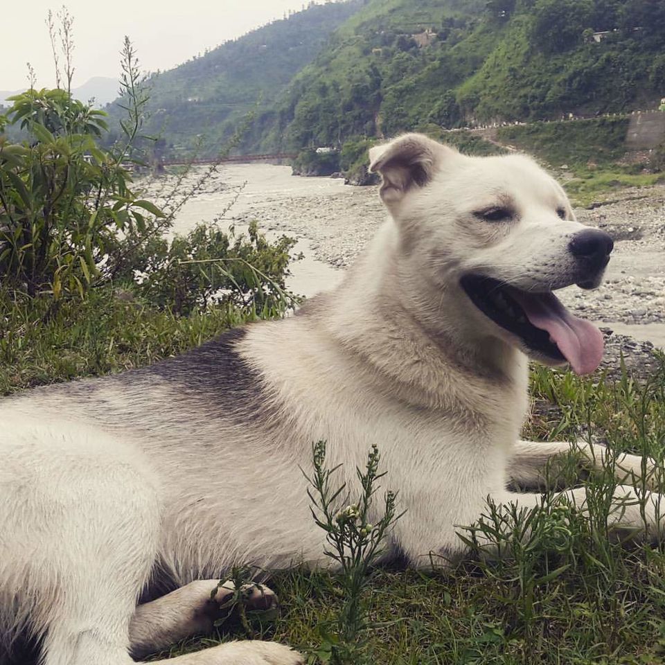 Photo of Every Place needs a Wagging Tail and Slobbery Kisses. 6/7 by Vaishali Tanwar