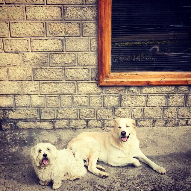 Photo of Every Place needs a Wagging Tail and Slobbery Kisses. 7/7 by Vaishali Tanwar