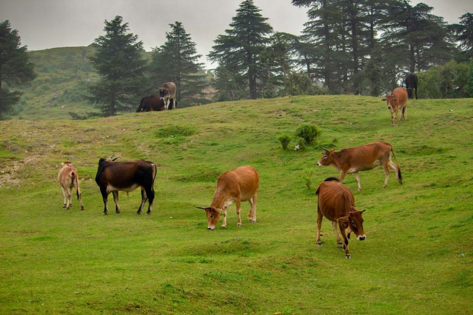 Photo of George Everest. Must to do Trek for adventure lovers - Trawell&Tech 3/6 by Rashid Mohd