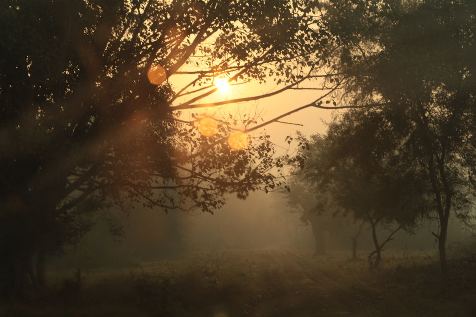 Photo of Most Underrated National Park in Uttar Pradesh 3/12 by Rashid Mohd
