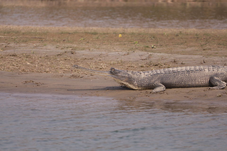 Photo of Most Underrated National Park in Uttar Pradesh 7/12 by Rashid Mohd