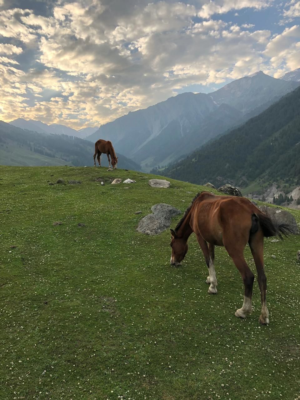 Photo of Drive from Srinagar to Leh via Sonmarg and Kargil 6/21 by Dipu Darko