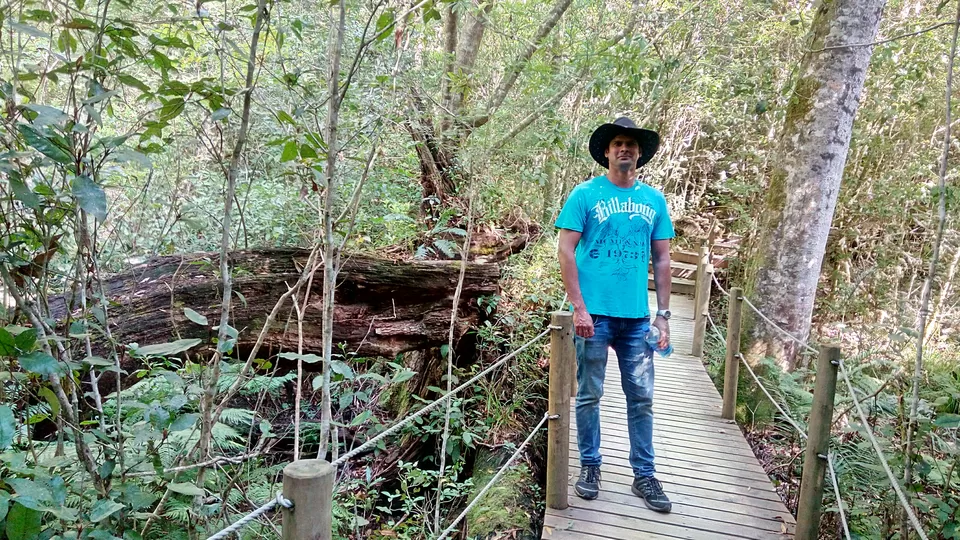 Photo of Big Tree, Xitaci, South Africa by Belita Pinto