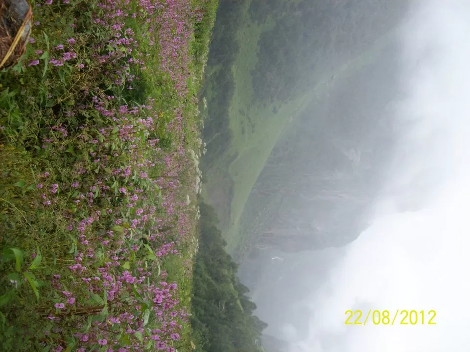 Photo of Valley of Flowers National Park, Uttarakhand 246443, India by LaFemmeTravelStory