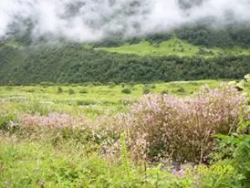 Photo of Valley of Flowers National Park, Uttarakhand 246443, India by LaFemmeTravelStory