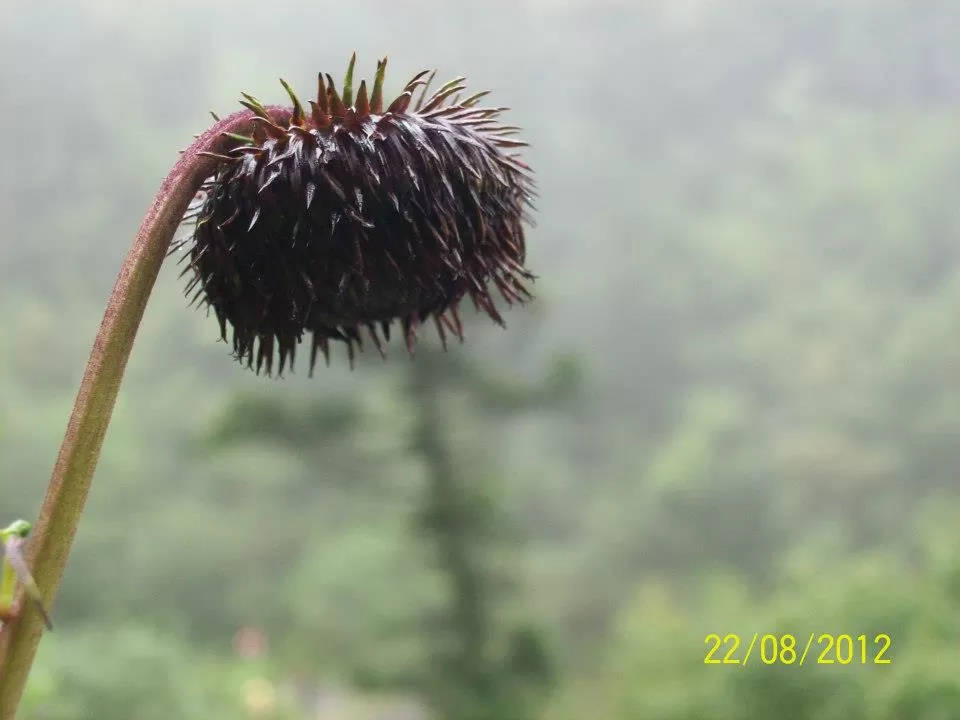 Photo of Valley of Flowers National Park, Uttarakhand 246443, India by LaFemmeTravelStory