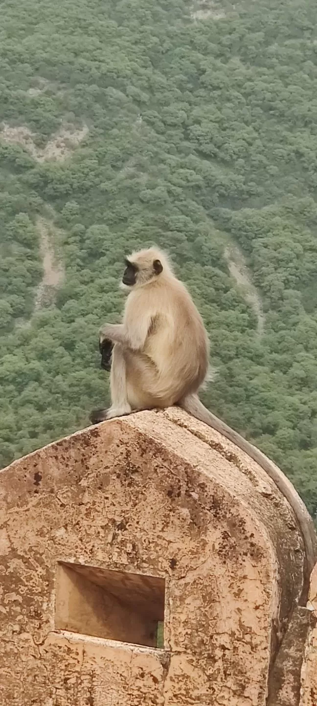 Photo of Nahargarh Fort by Surbhi Somani