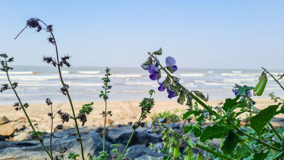 Photo of These are some of the places to visit in Alibag! 4/6 by Wandering Monk