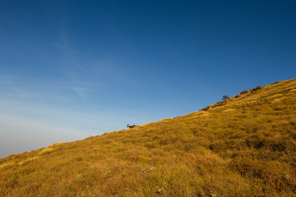 Photo of Rhodo Valley, Kannan Devan Hills, Kerala, India by Jiiva