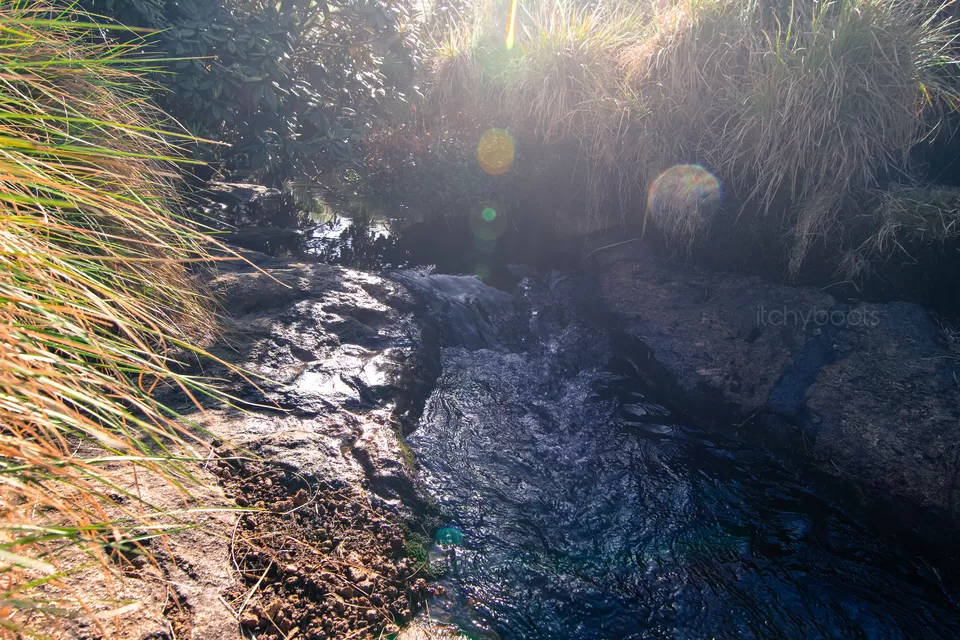 Photo of Meesapulimala, Trek to the Third highest peak of Western Ghats [Day-2] by Jiiva