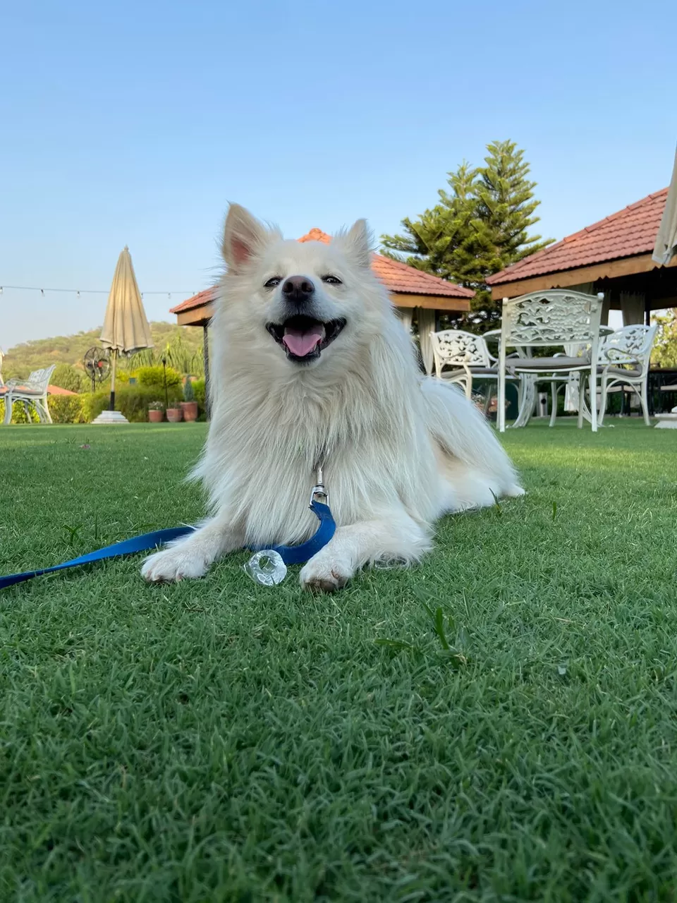 Photo of Top 5 #PetFriendly Cafés to enjoy with your friends in Chandigarh by Akshita Duggal