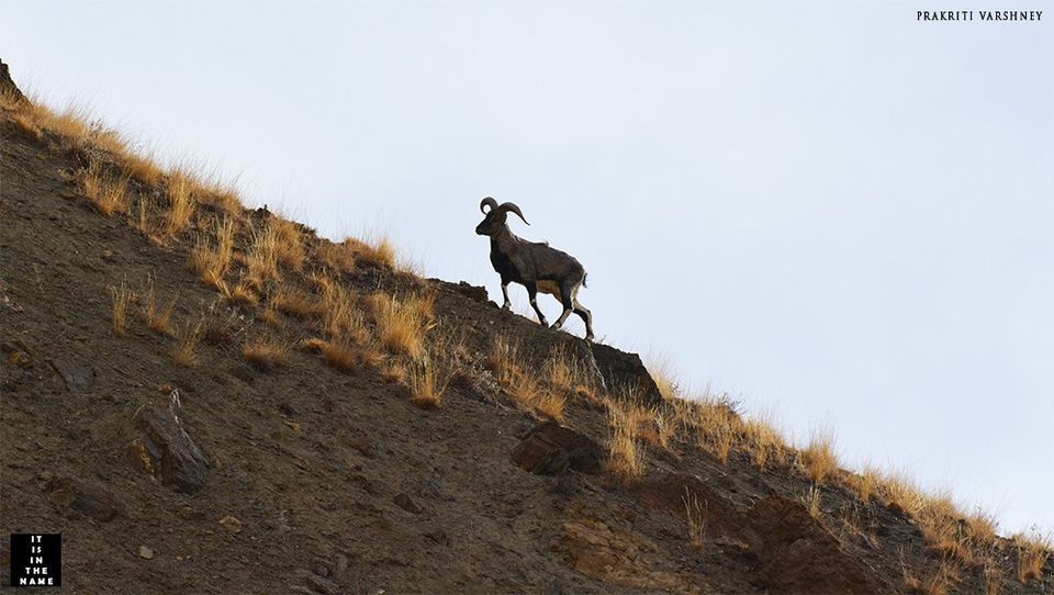 Photo of I reached Langza on Stretcher | Winters in Spiti Valley by Prakriti Varshney