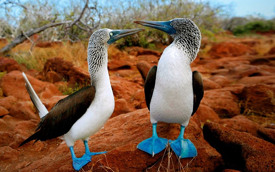 Photo of Galapagos Islands: Wildlife and more! 2/16 by Abhigya S