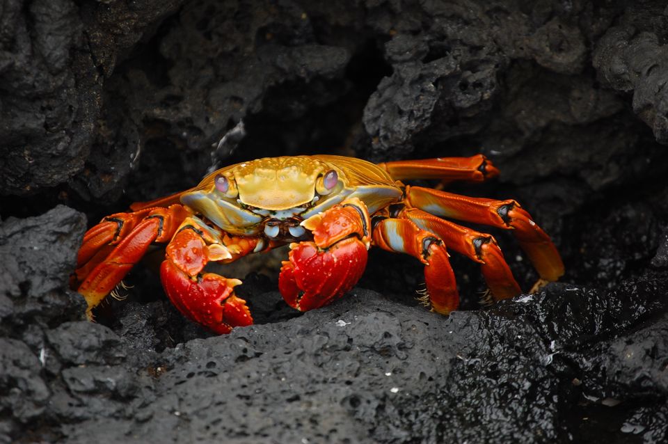 Photo of Galapagos Islands: Wildlife and more! 6/16 by Abhigya S