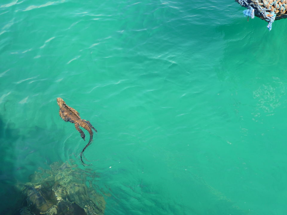 Photo of Galapagos Islands: Wildlife and more! 9/16 by Abhigya S