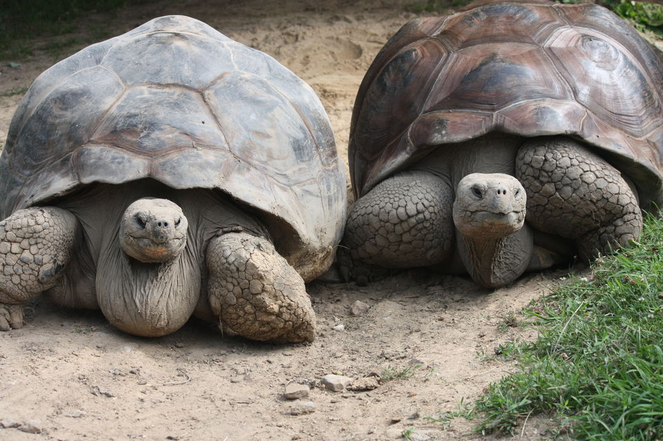 Photo of Galapagos Islands: Wildlife and more! 10/16 by Abhigya S