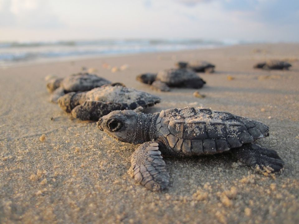 Photo of Agonda, Goa, India by Abhigya S