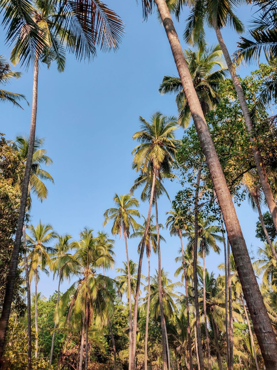 Photo of What Happens In Goa, Shall Stay In Goa! A Joint Story 4/4 by Abhigya S
