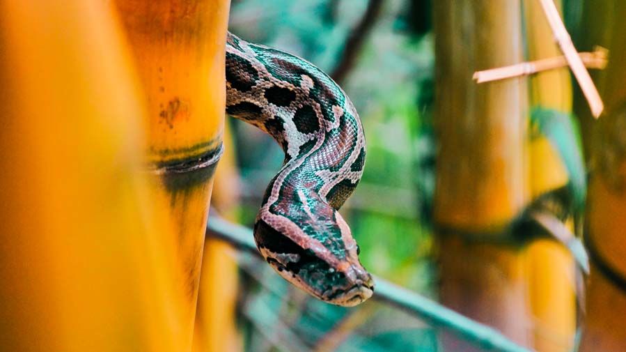 Photo of Jim Corbett National Park - The Natural Habitat feat. Tarangi Resort and Spa 19/46 by Sayanti Mahapatra
