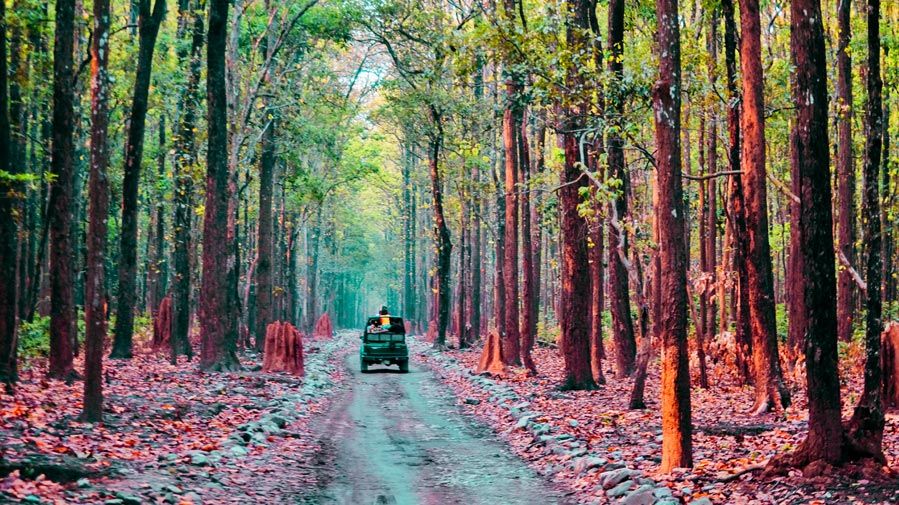 Photo of Jim Corbett National Park - The Natural Habitat feat. Tarangi Resort and Spa 24/46 by Sayanti Mahapatra