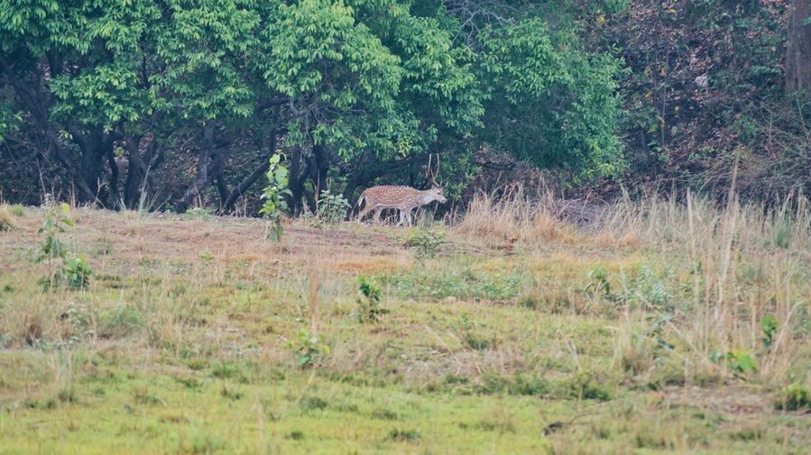Photo of Jim Corbett National Park - The Natural Habitat feat. Tarangi Resort and Spa 26/46 by Sayanti Mahapatra