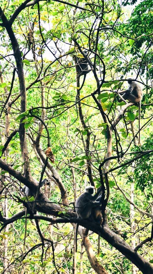Photo of Jim Corbett National Park - The Natural Habitat feat. Tarangi Resort and Spa 27/46 by Sayanti Mahapatra