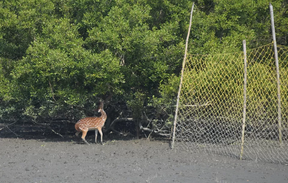Photo of Sundarbans, West Bengal, India by Reeti Agarwal