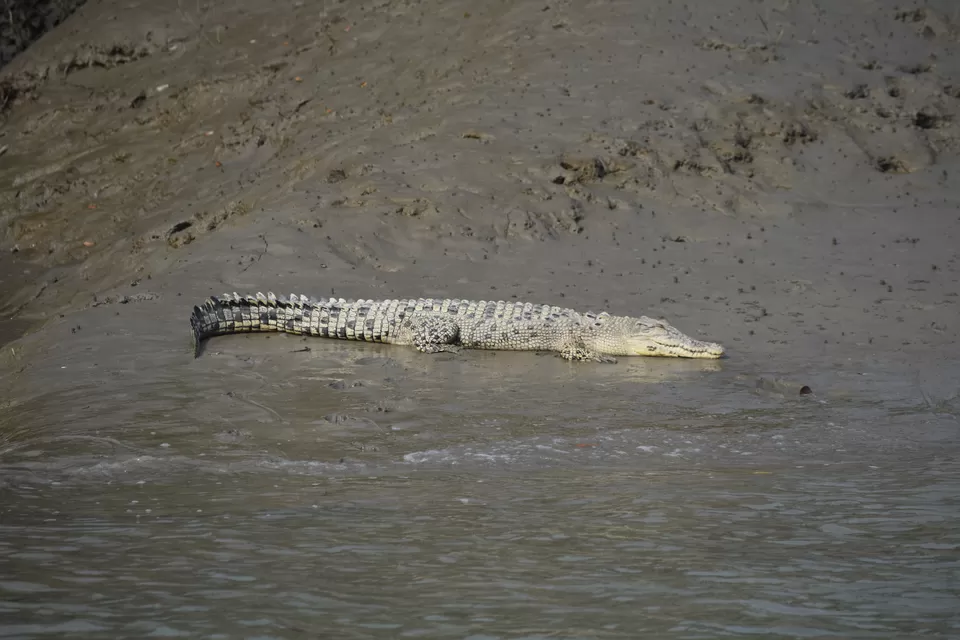Photo of Sundarbans, West Bengal, India by Reeti Agarwal