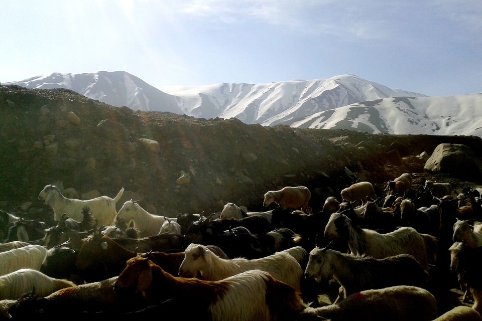 Photo of Trek on the footsteps of Mughals 12/28 by Nitish Arora