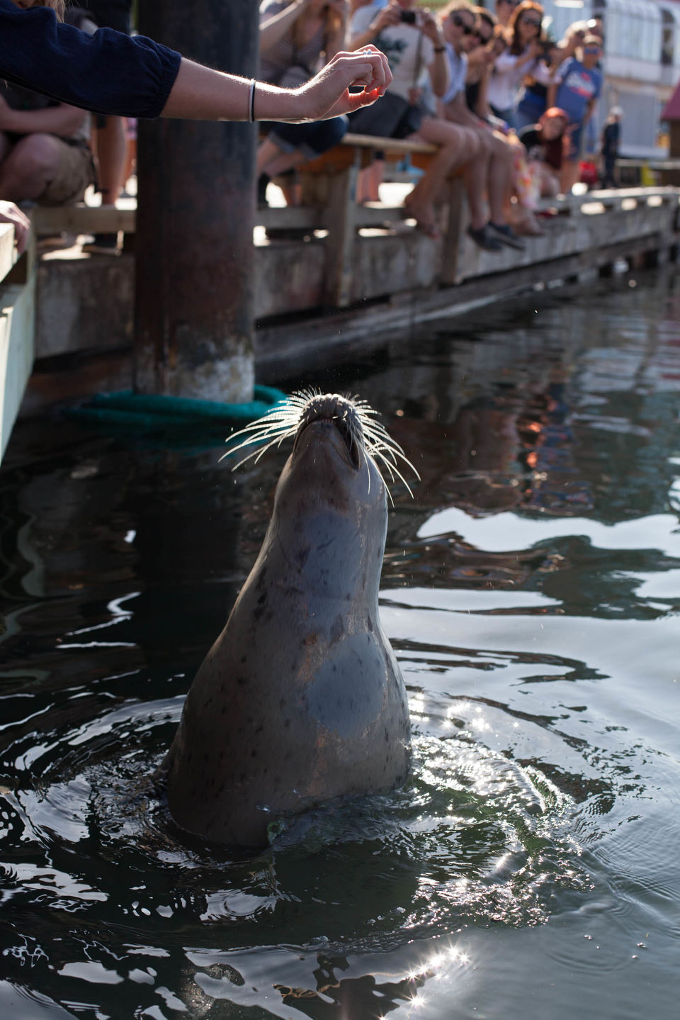 Photo of A day in Victoria, Canada by AK Sandhu