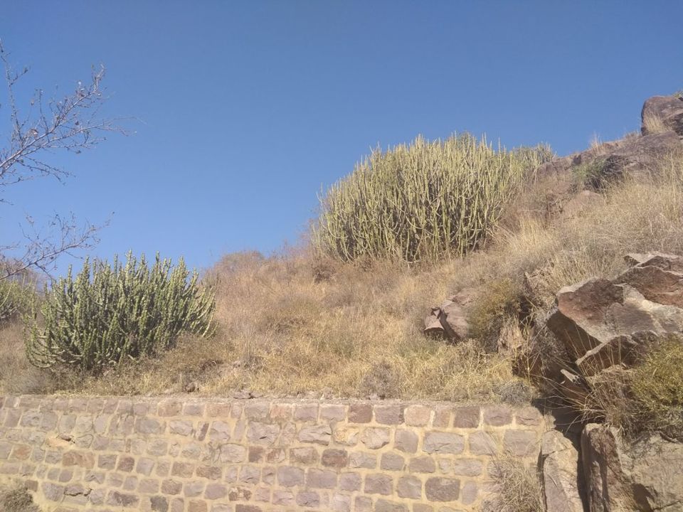 Photo of Jodhpur: History, nature, crafts and some sand by Tales and Miles
